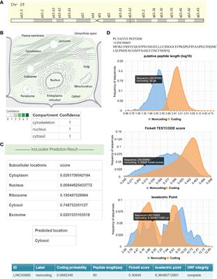 The Biological and Molecular Function of LINC00665 in Human Cancers